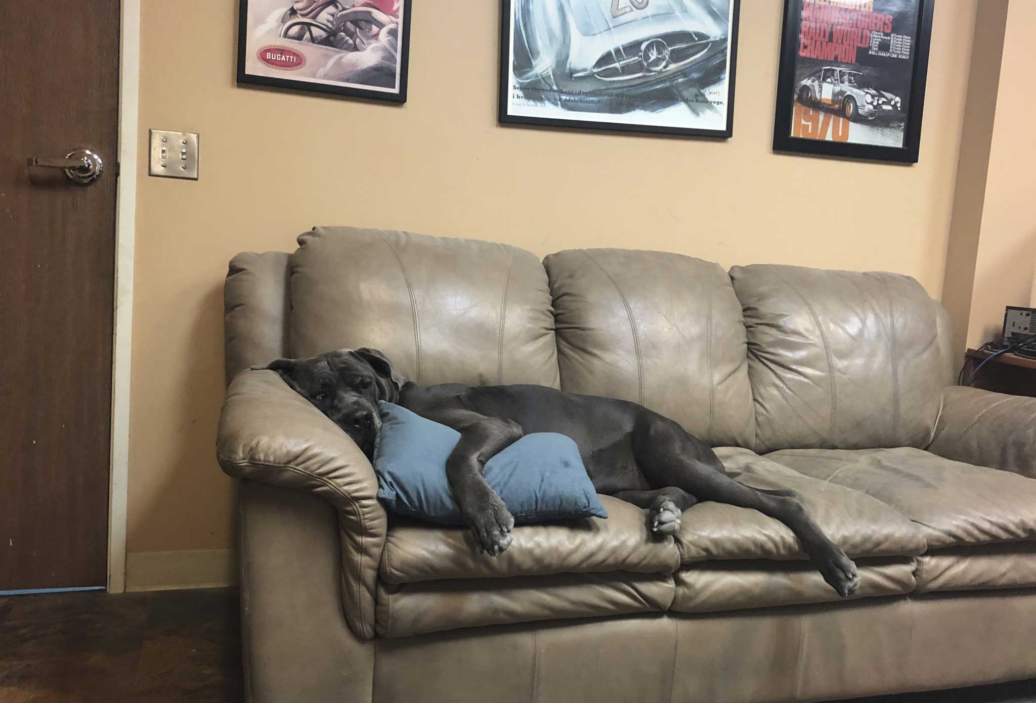 coco the dog lounges on a couch at Kudensport vehicle service